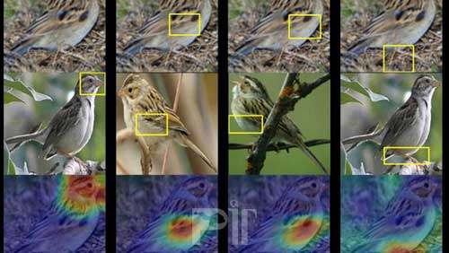 شبکه هوش مصنوعی پرنده شناس
