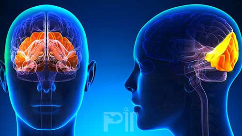 آیا تمام آنچه می‌بینیم درون مغز پردازش می‌شود؟