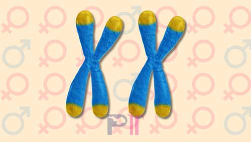 دو کروموزوم X در زنان عاملی برای رواج بیماری‌های خود ایمنی