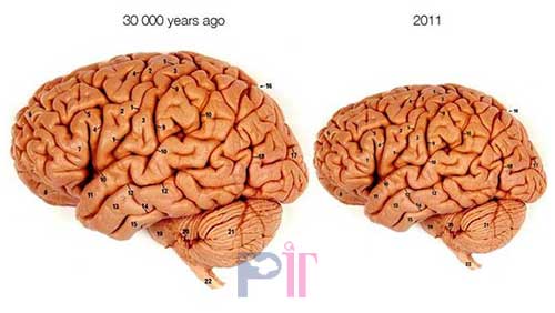 مغز انسان در حال بزرگ‌تر شدن است