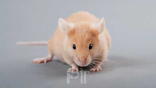اولین موش با سیستم ایمنی انسانی